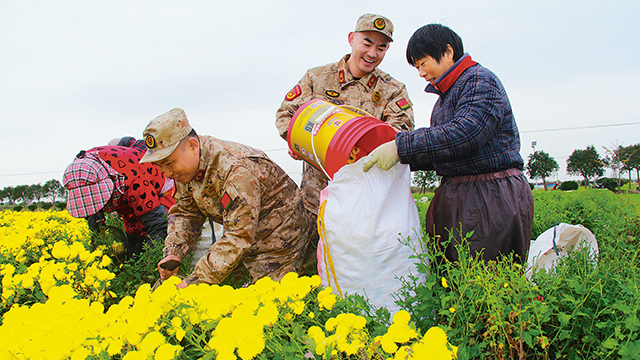 江蘇省射陽(yáng)縣洋馬鎮(zhèn)武裝部組織民兵幫助村民搶收菊花